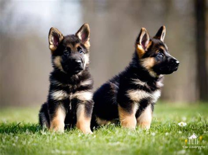 1 German Shepherd Puppies For Sale In Virginia