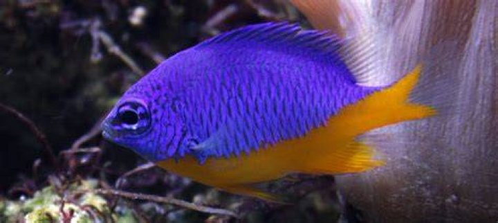 19 Facts About Damselfish