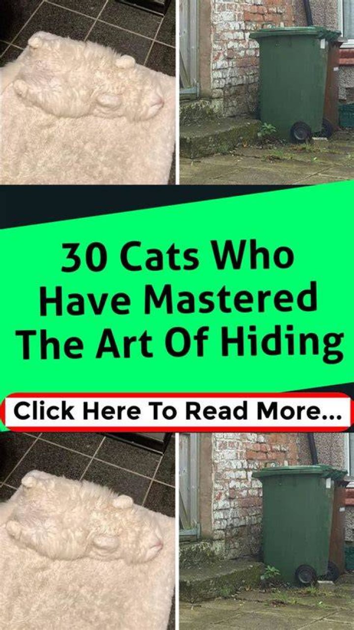 30 Cats Who Have Mastered The Art Of SleepFu Seenox