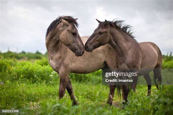 A pair of horses stock photo. Image of outdoor, care 40724716