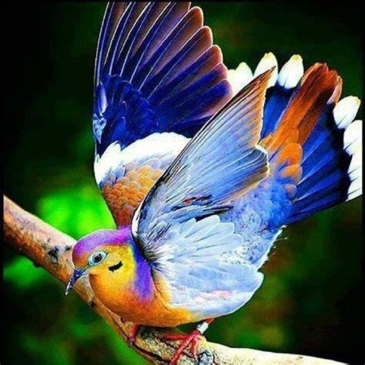 absolutely beautiful bird on a cherry blossom tree Birds Photo