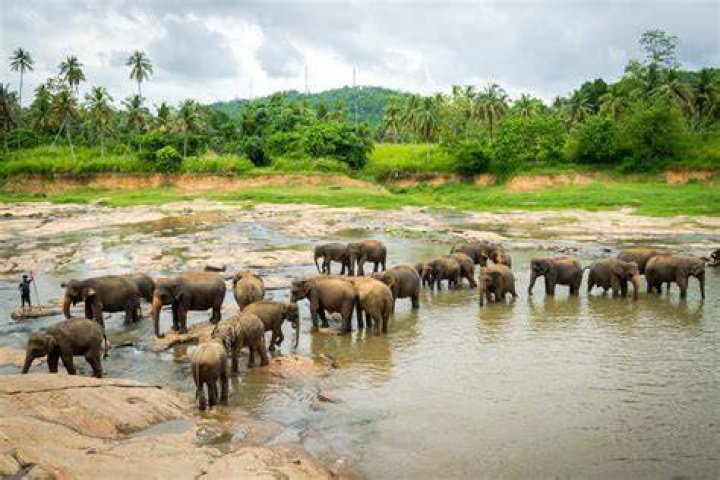 Addressing concerns about Pinnawala Elephant Orphanage, Sri Lanka