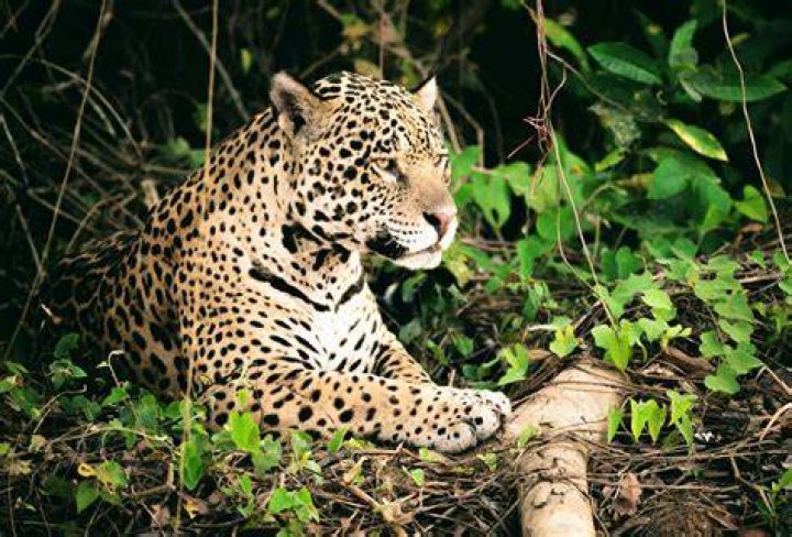 Amazon animals will suffer as the rainforest turns into savanna