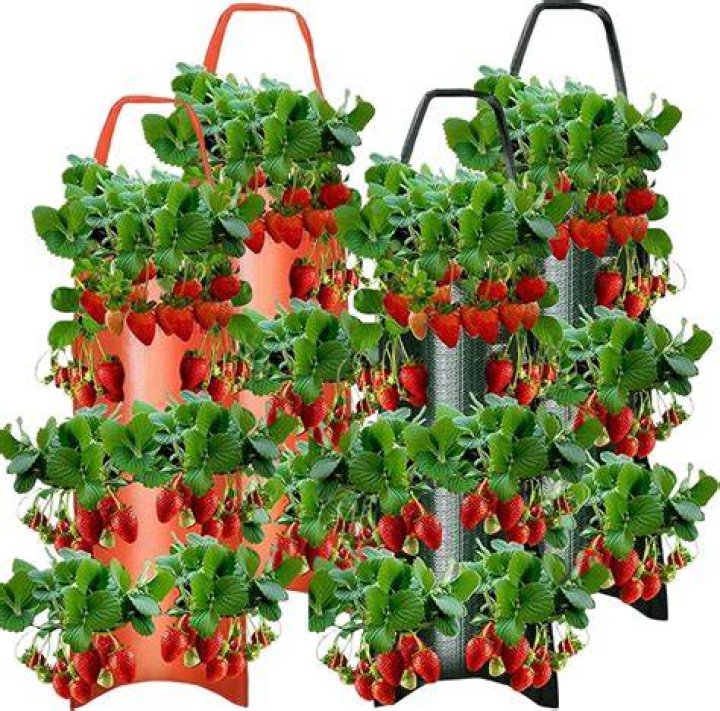 Amazon.ca Strawberry Planter