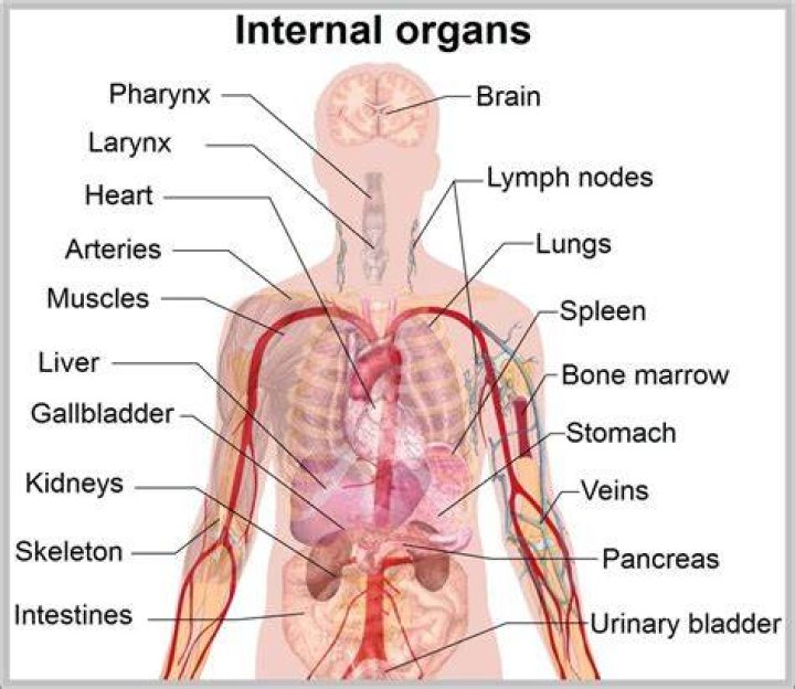 Anatomy of human internal organs from the front showing heart, stomach