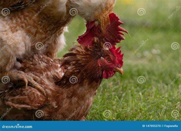 Animal Love Story Rooster and Hen, Passionately Mating Stock Photo