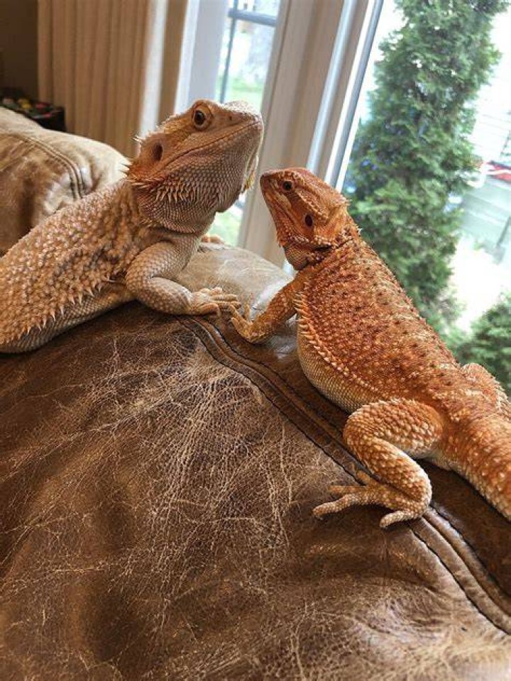 Are bearded dragons social? Discover how to nurture their social needs