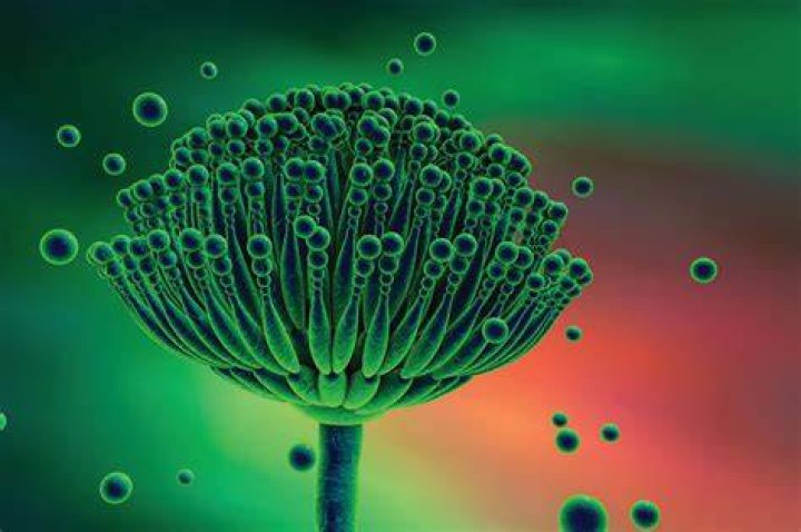 Aspergillus Brasiliensis How it Contaminates Humans bioM&eacute;rieux