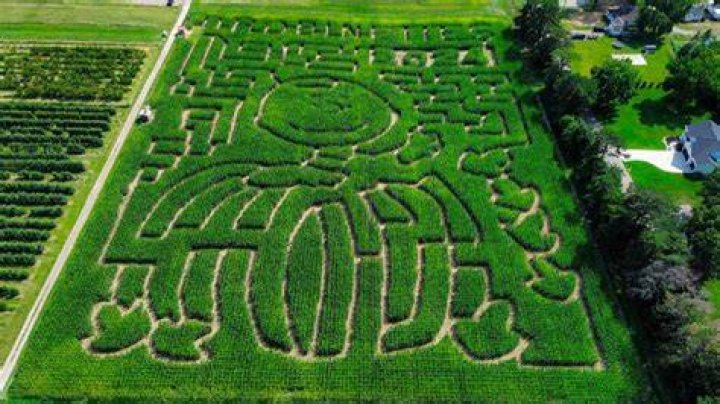 At a corn maze r/funny