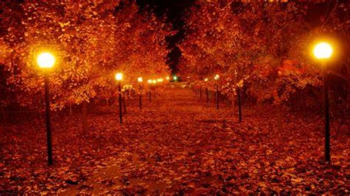Autumn Lights Picture Autumn Levine