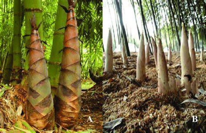 Bamboo Shoots Plant