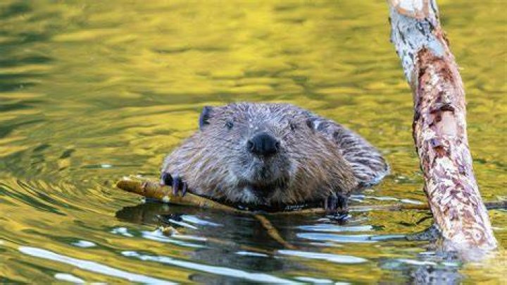 Beaver Photo Gallery