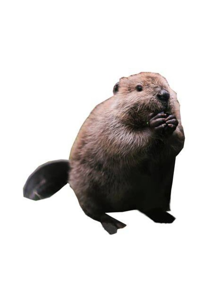 Beaver Standing PNG Image PurePNG Free transparent CC0 PNG Image