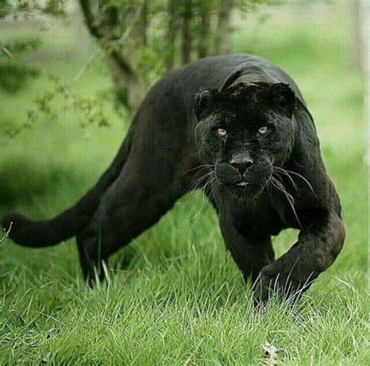 Black panther Stalking Wild cats, Black jaguar, Animals wild