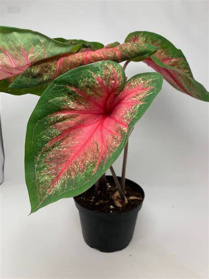 Caladium Fire Chief Bulbs 2 per order Etsy