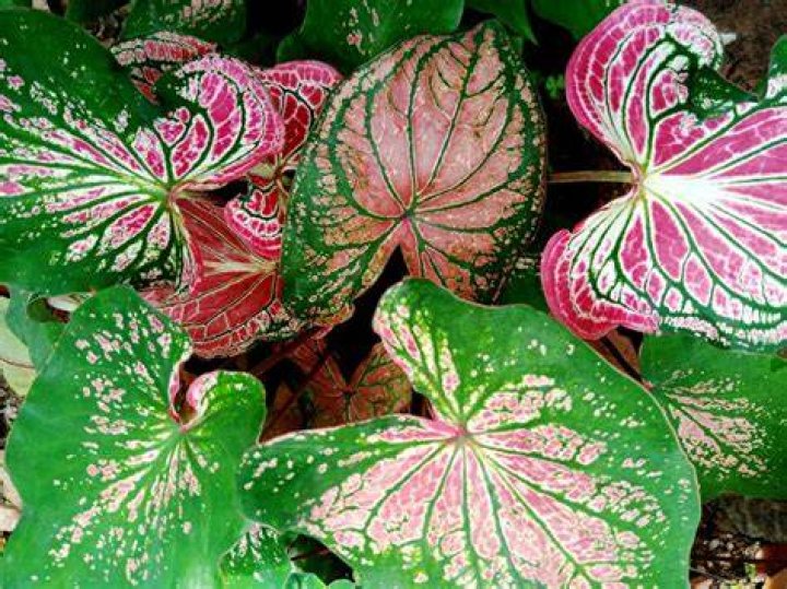 Caladium 'Fire Chief' Size 2 2 Bulbs Etsy