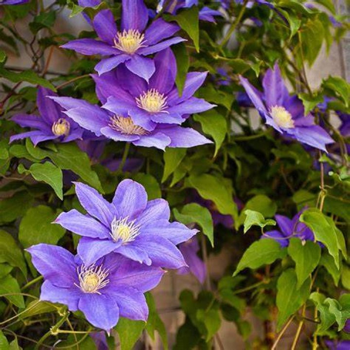 Clematis Jackmanii 'Purpurea' Clematis x jackmanii 'Purpurea