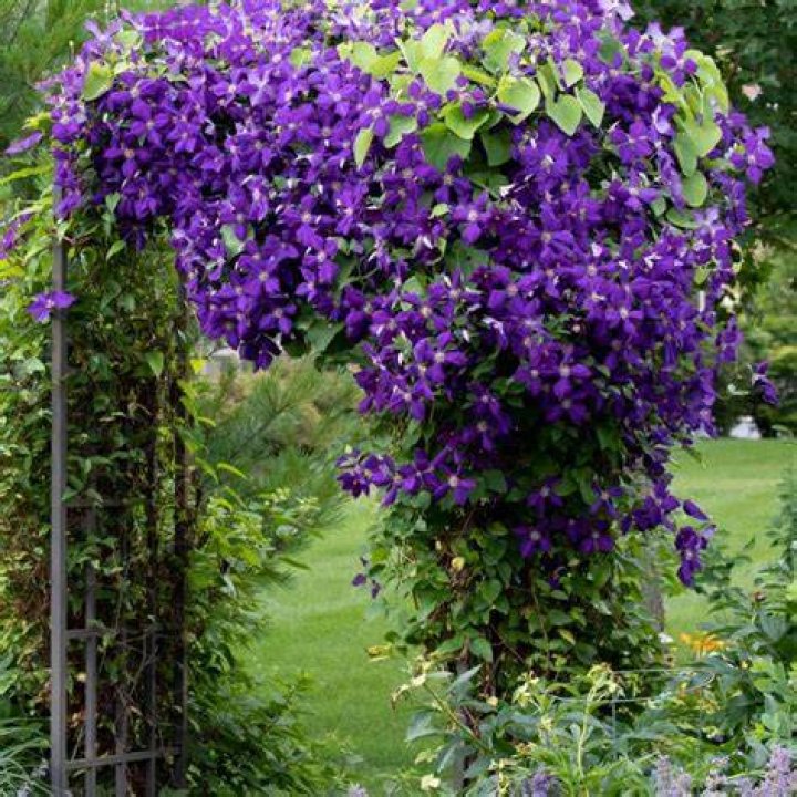 Clematis x jackmanii 'Purpurea', Jackmanii Clematis 'Purpurea' in