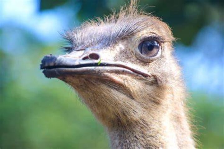 Closeup Photo Of Ostrich &middot; Free Stock Photo