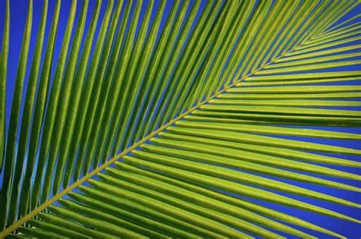 Coconut Palm Fronds Photograph by Colin Radford