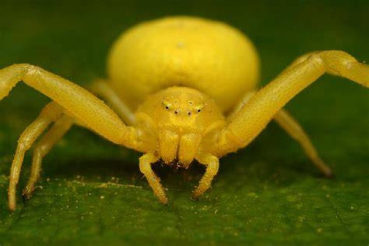 colour changing spider by macrojunkie on DeviantArt