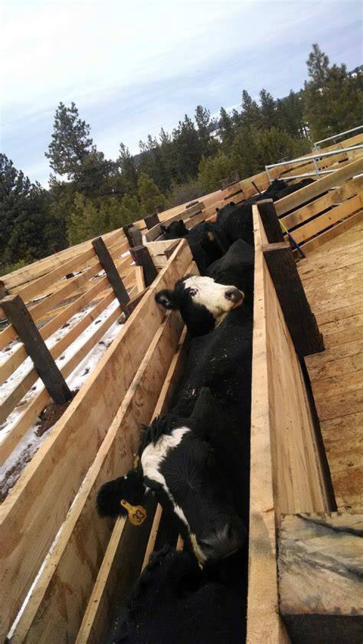 corrals Idaho CattleWomen