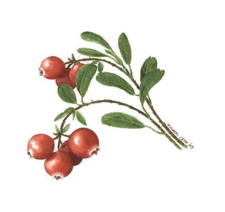 cranberry illustration Google zoeken Wisconsin Tattoos, Front Yard