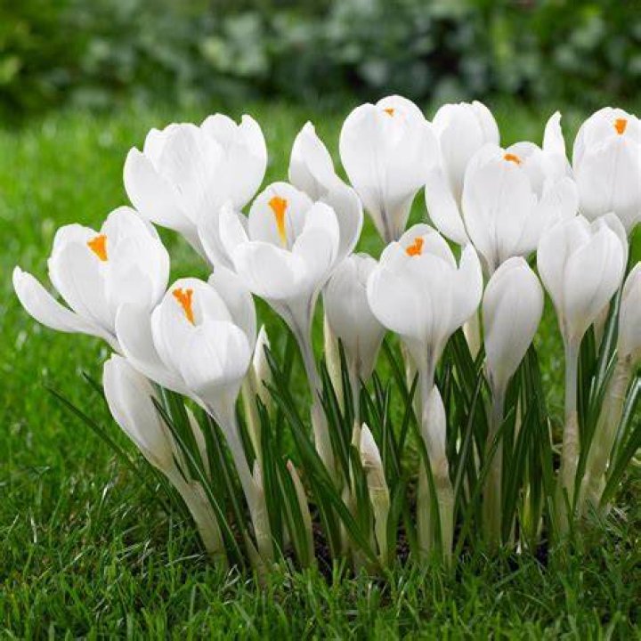Crocus Bulbs Large Flowering White Jeanne D Arc Pack of 25 Crocus Bulbs