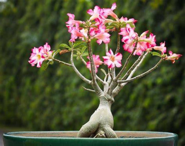 Desert Rose Plant List of Types with Care Instructions & Pictures