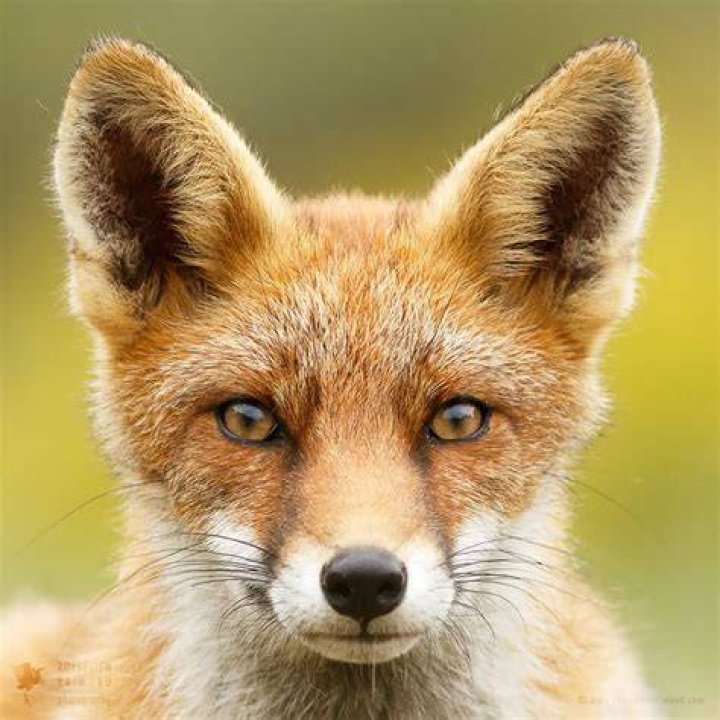 Discovering The Fascinating World Of Fox Nose