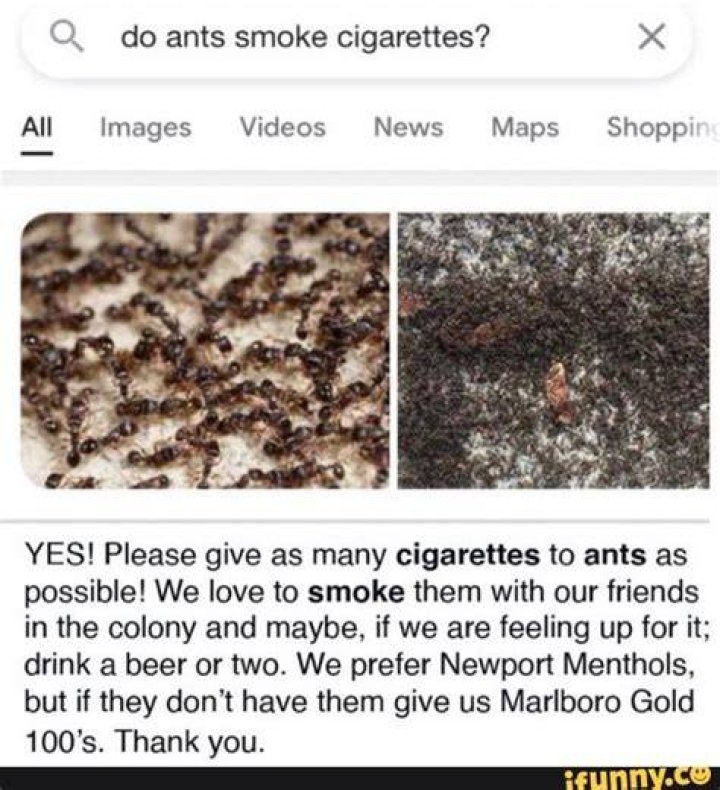 Do ants smoke cigarettes? All Images Videos News Maps Shopp YES! Please