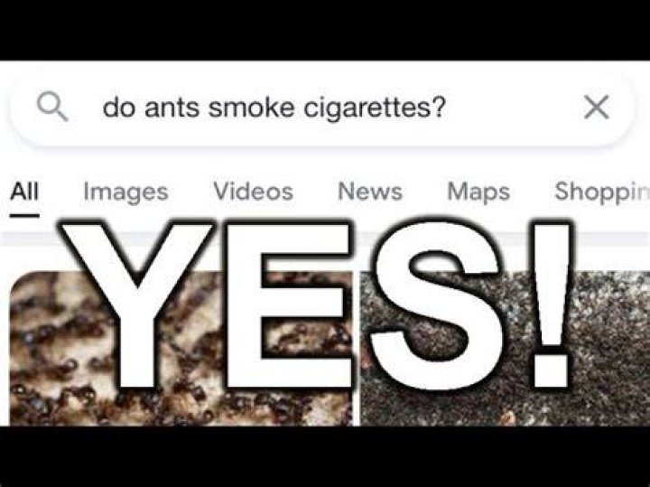 Do ants smoke cigarettes? Viral meme explained