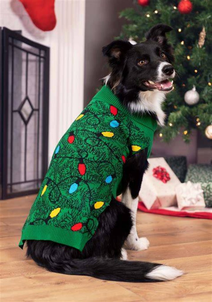 Dogs In Christmas Sweaters