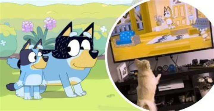 Dogs love watching BlueyTikToks explain why dogs love watching Bluey