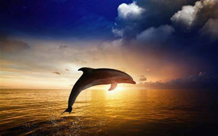 Dolphin Wallpapers HD