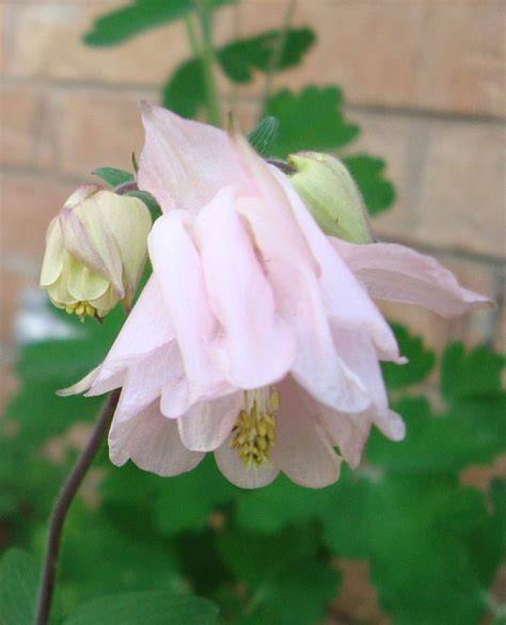Dorothy Rose Columbine Photograph by Tong Steinle