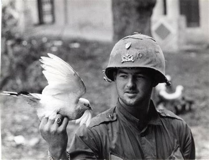 Doves at war History 2023