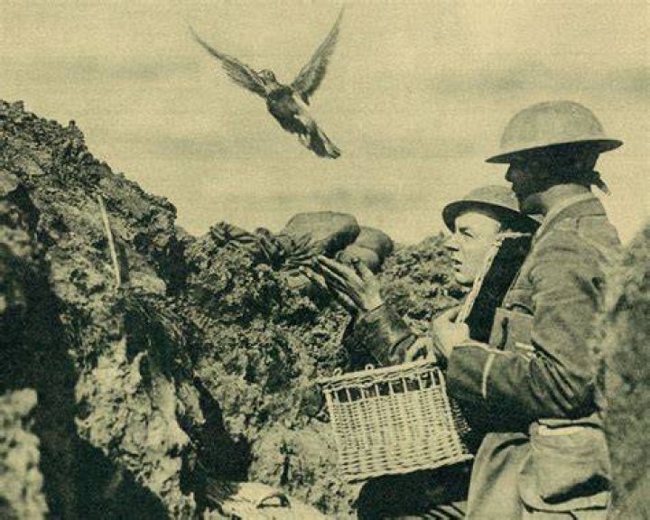 Enlisting (Rock) Doves in the Cause of War The New York Times