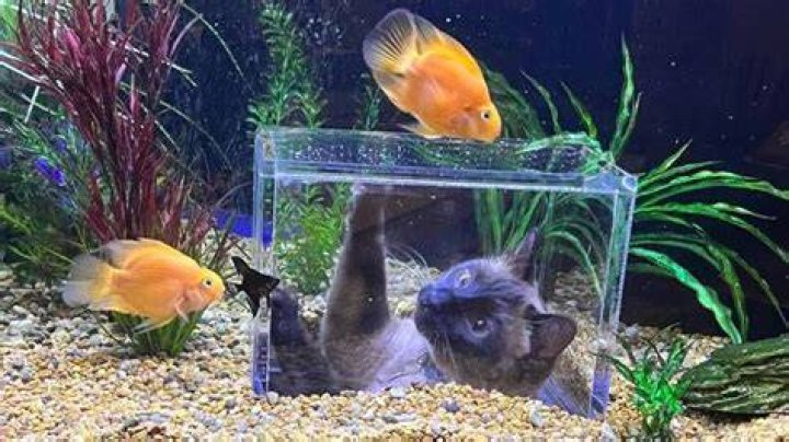 Feline In Confined Aquarium: A Curious Cat In A Fish Tank Box