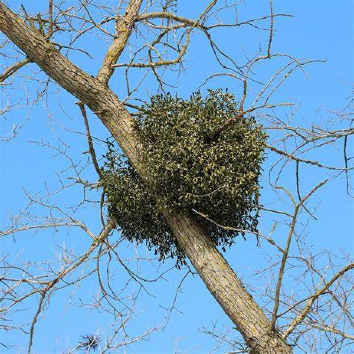FileCensusreadinghi.jpg Wikimedia Commons