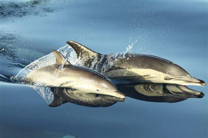 FileDolphin leap.JPG Wikipedia, the free encyclopedia