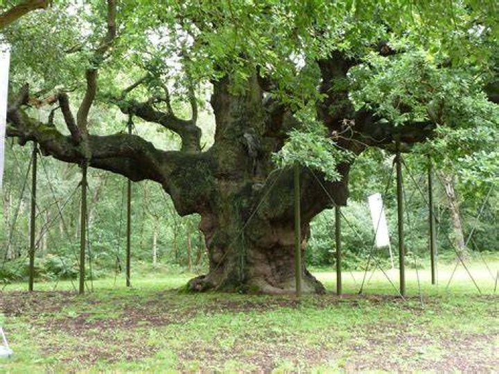 FileMajor Oak 03.jpg Wikimedia Commons