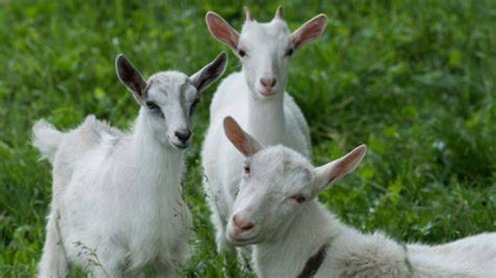 First Domesticated Hybrid Animal Are SuperStrength Donkeys That Are