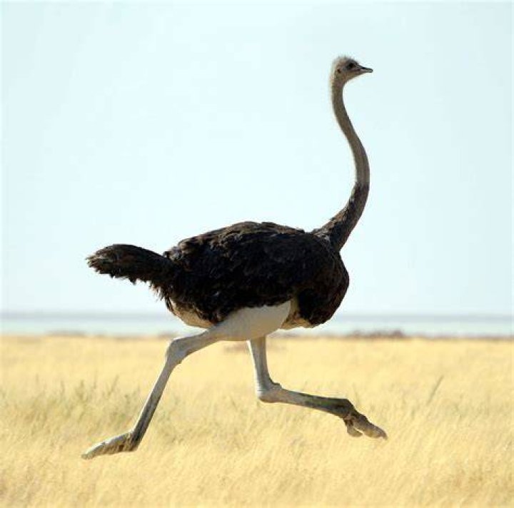 Flightless Birds Answers in Genesis