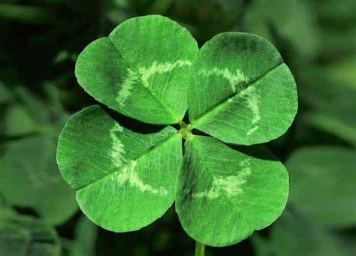 Four leaf clover 4 leaf clover clipart chadholtz