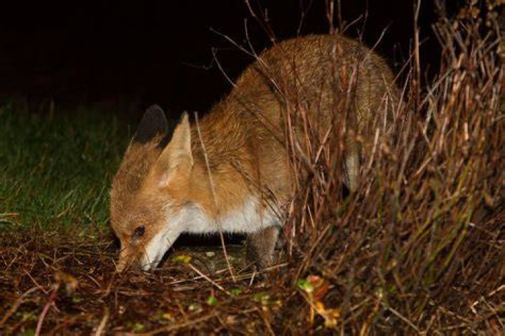 Foxes 201819 Everything is Permuted