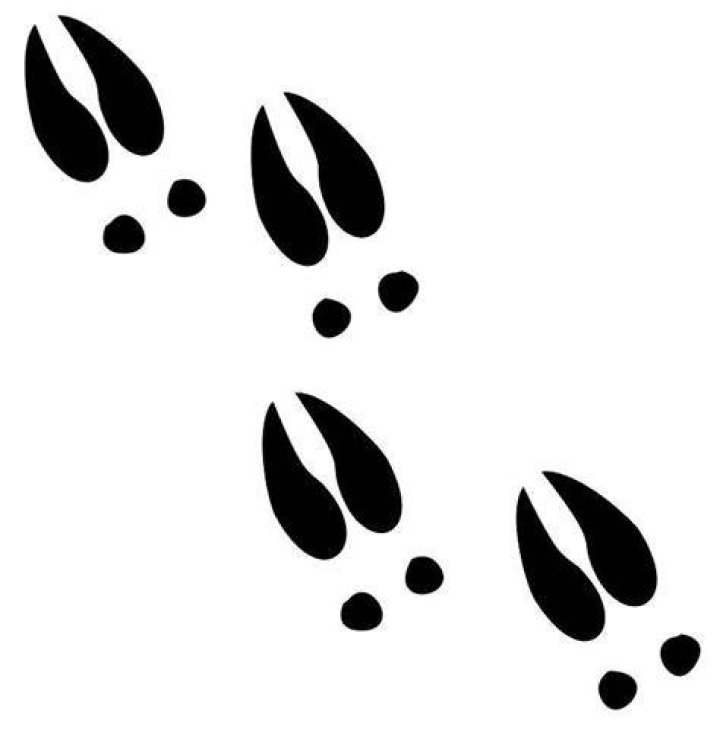 Free Deer Tracks Cliparts, Download Free Deer Tracks Cliparts png
