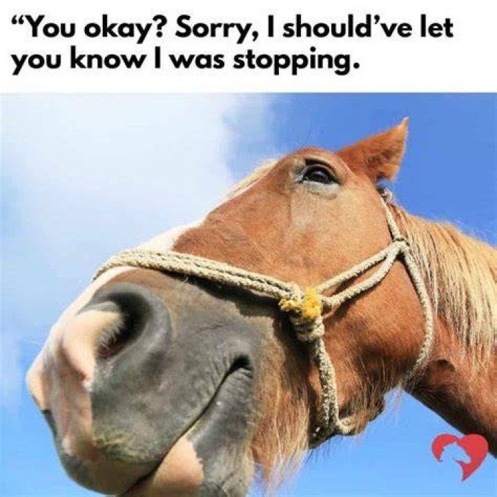Funny Horse Memes Page 6 of 63 Entegra Signature Structures