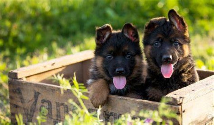 German Shepherd Puppies For Sale Bridgewater, VA 321668
