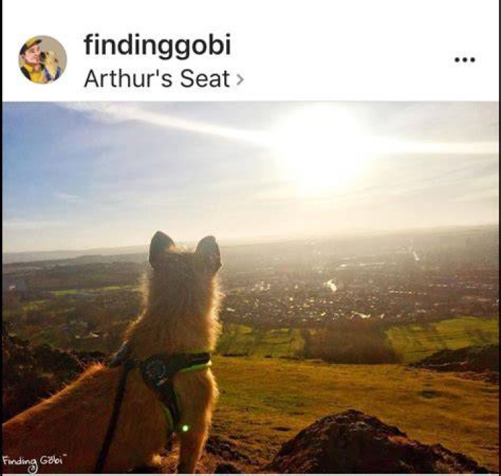 Gobi at Arthur's seat. Arthur's Seat, Gobi, A Good Man